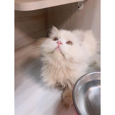 波斯111/12/12